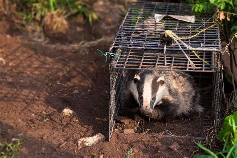 Badger Tb Vaccination Campaign Lauded A Huge Success Thansk To Farmers