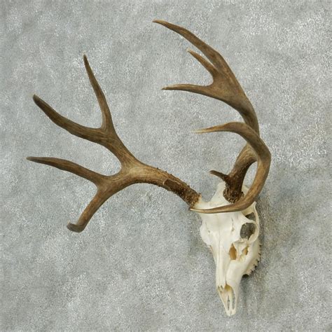How To Score A Mule Deer Shed Antler How To Do
