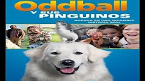 ODDBALL Y SUS PINGÜINOS, Película completa en español latino HD - YouTube