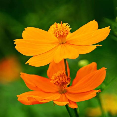 Buy Cosmos Bright Lights Mixed Cosmos Sulphureus Bright Lights Mixed