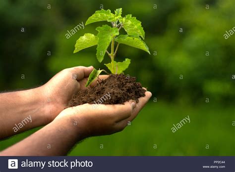 Save Tree Concept, Hand with Tree, Save Earth, Green Bokeh ...