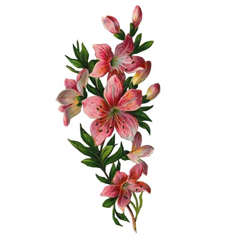Collection of flower hd png flowers are one of the most attractive plants of nature. Flower Leaf Png ,HD PNG . (+) Pictures - vhv.rs