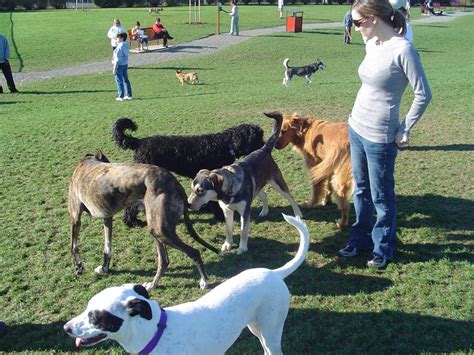 11 Expert Tips To Get The Most Out Of The Dog Park The Dog People By