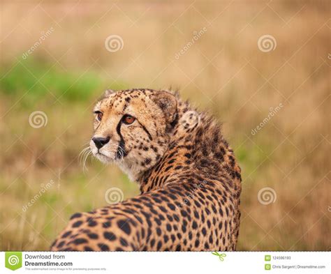 Cheetah Standing In Tall Grass Stock Image Image Of Grass Beautiful