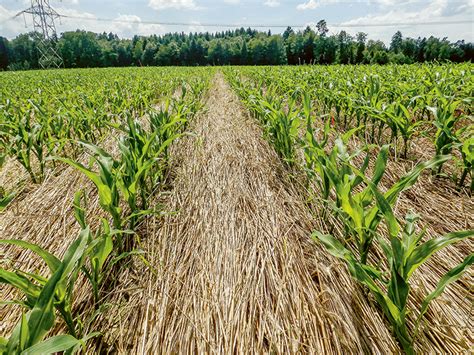 Agriculture Le Dilemme De La Culture Du Maïs