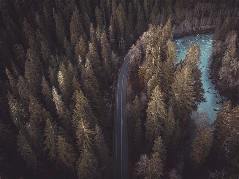 Wallpaper Forest Road Aerial View Pines Trees Treetops Hd