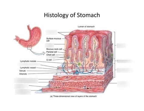 Histological Structure Of Stomach Fundic Glands Of Stomach And Gastric