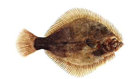 Flounder Png Isolated Hd Png Mart