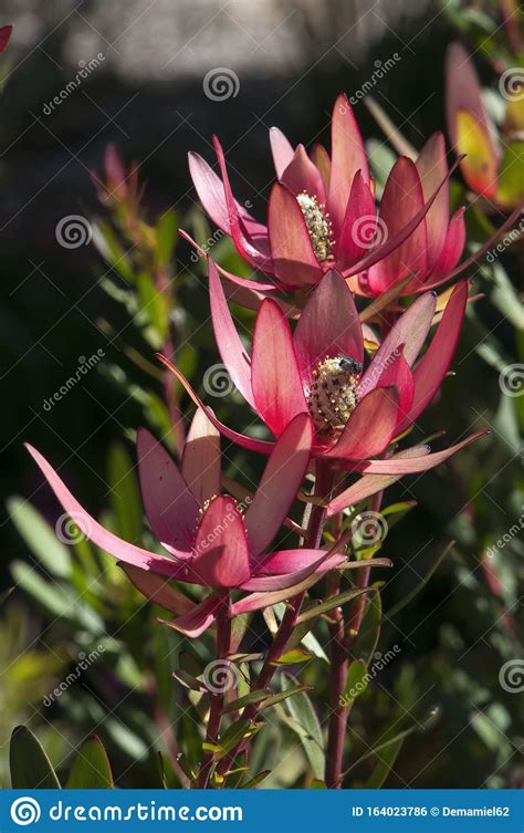 Flowers Of A Leucadendron X Laureolum Or Safari Sunset Protea Stock