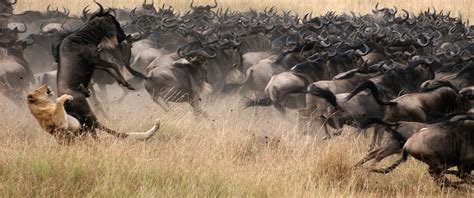 3 Days Maasai Mara Wildebeest Migration Safari Kenya Safaris