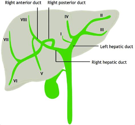 Pictorial Diagram Showing Normal Biliary Anatomy Download Scientific