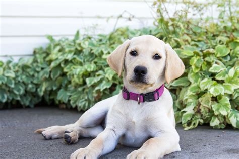 Pictures Of Yellow Lab Puppies Rylie Labrador Retriever Yellow