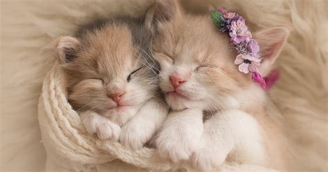 Research Explains Why Humans Find Kittens So Cute Thethings