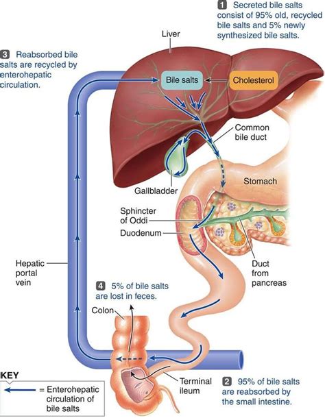Pin by Jonathan Brammeld on First try | Physiology, Medical knowledge