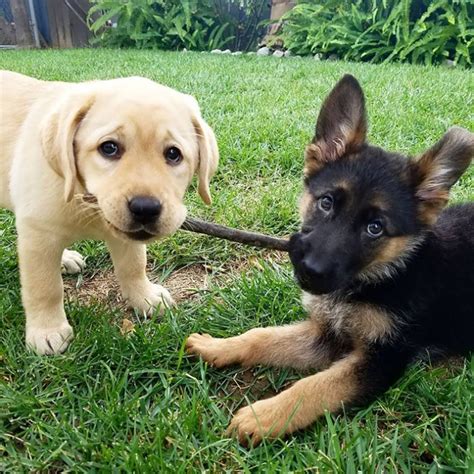 24 Photos Proving That German Shepherd Puppies Are The Cutest Dogs Ever