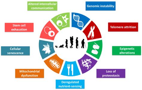 Hypoxia Induced Degenerative Protein Modifications Associated With