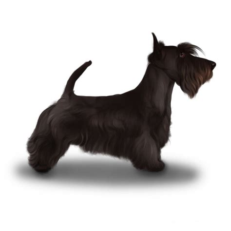 Scottish Terrier Breed Information Owners Guide Tips Facts