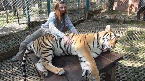 Chris Giving Belly Rubs To A Tiger Thailand 2015 Youtube