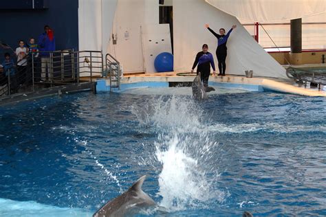 Dolphin Show National Aquarium In Baltimore Md 1212105 Photograph