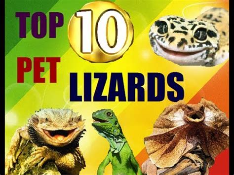 My top 10 lizards that can be kept as pets - YouTube