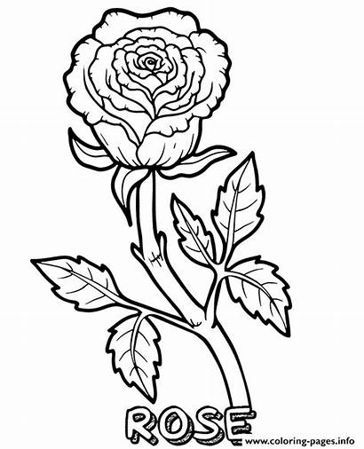 Coloring Flower Rose Printable