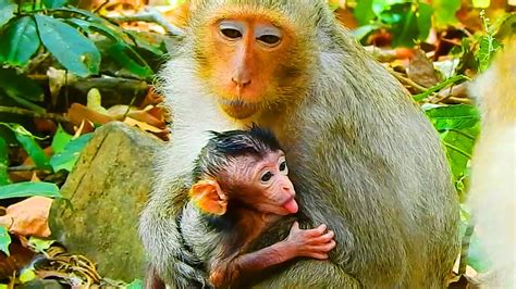 So Cute And Funny Baby Monkey Just Born At The Moment Drinking Milk So
