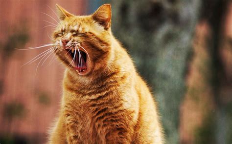 20 Ways Your Cat Is Trying To Tell You It Hates You Petanew