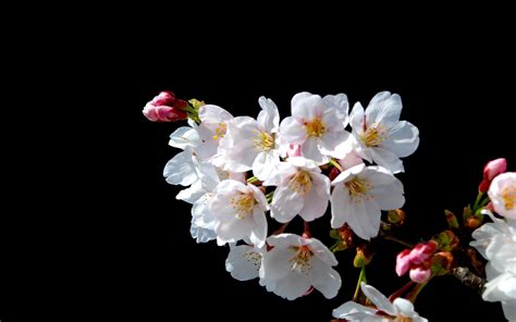 Download Wallpaper 2560x1600 Branch Flowers Bloom Spring Hd Background