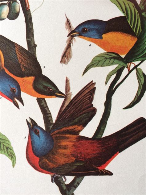 PAINTED FINCH Large Original Vintage 1964 Audubon Print, 14 x 17 inches, Bird Decor, Vintage ...