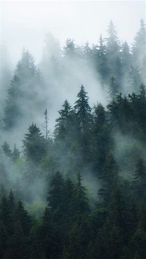 Misty Forest Wallpapers 4k Hd Misty Forest Backgrounds On Wallpaperbat