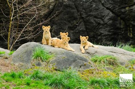 Update Woodland Park Zoos Four Lion Cubs Get Their Names Zooborns