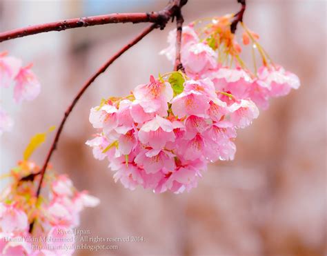 24 Gambar Bunga Sakura Jepun