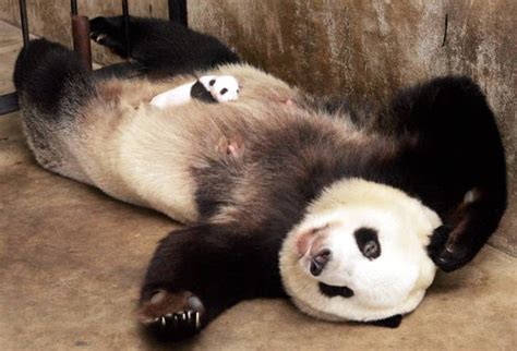 15 Amazing Sweet Pictures Of Cute Baby Giant Panda Bear Reckon Talk