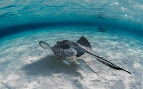 Free Photo Closeup Of A Stingray With Its Baby Swimming Underwater