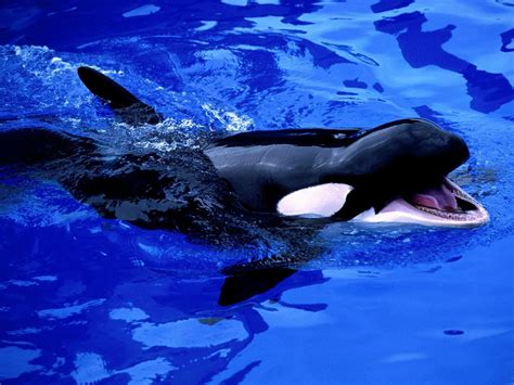 Killer Whale Ocean Animals Background Free Download Photos