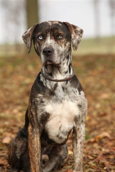 Catahoula Leopard Dog History Personality Appearance