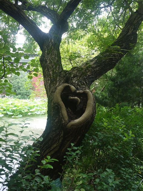 Heart Shapes In Nature Heart Shaped Tree In Taipeis Botanical