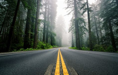 Обои дорога лес деревья природа туман разметка шоссе США