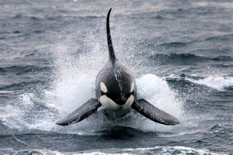 Mighty Killer Whale Caught On Film In A Stunning Display