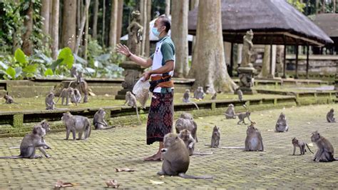 Berita Monyet Di Bali Hari Ini Kabar Terbaru Terkini