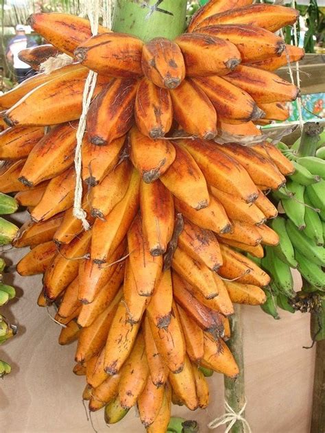 17 Types Of Bananas Different Varieties Of Banana Balcony Garden Web