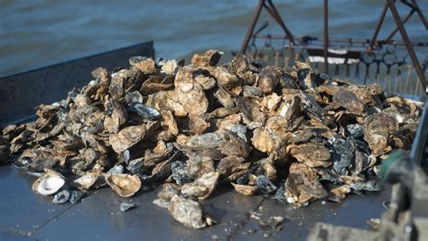 oyster aquaculture rebounding in the nanticoke