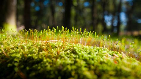 Green Moss Close Up High Definition Wallpapers Hd Wallpapers