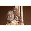 Northern Pygmy Owl  Audubon Field Guide
