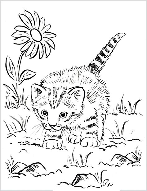 Chaton En Train De Jouer Coloriages Chats Difficiles Pour Adultes Et