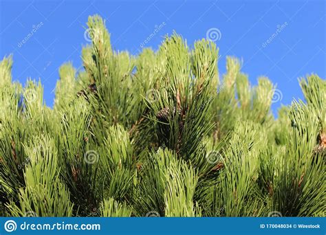 Top Of A Beautiful Green Coniferous Tree Up Against The Blue Sky Stock