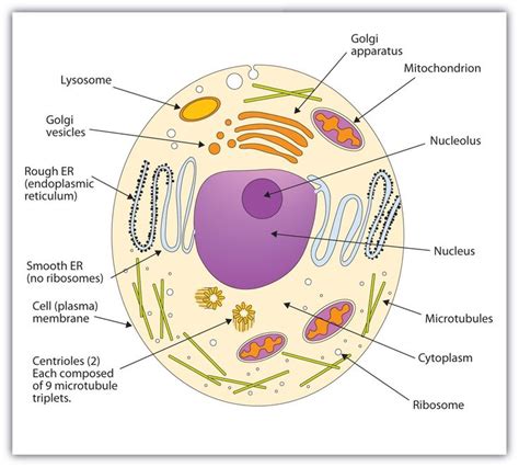 Draw Animal Cell Class 9 A Complete Guide To Draw Biology Diagrams In