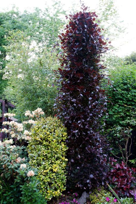 This Is Another Purple Beech Tree Which We Think Is Very Beautiful The