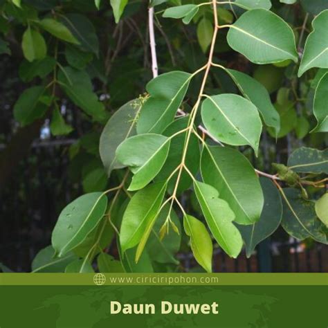 Allah telah memerintahkan kita untuk membentengi diri dari gangguan jin dan sihir sebagaimana disebutkan dalam surat al falaq dan an naas. Ciri Ciri Pohon Duwet / Jamblang (Syzygium cumini) Di Alam Liar - Ciriciripohon.com
