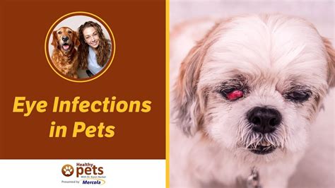 Eye Infections In Pets Youtube